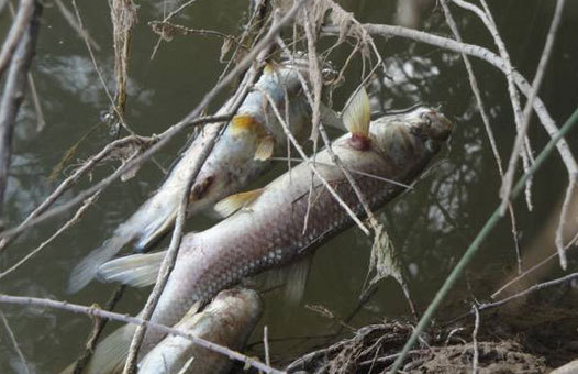 نفوق عدد من الأسماك وطفوها على سطح وجنبات نهر ام الربيع بازمور و الأسباب مجهولة