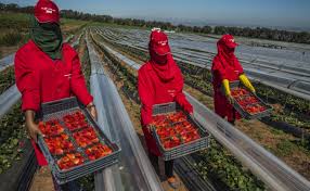 إسبانيا ترغب في تشغيل أزيد من 16 ألف عاملة مغربية بحقول الفراولة والفواكه الحمراء برسم سنة 2019 / 2020