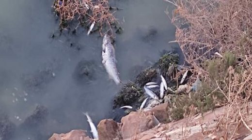 ازمور: كارثة بيئية تهدد نهر أم الربيع بعد نفوق جماعي للأسماك